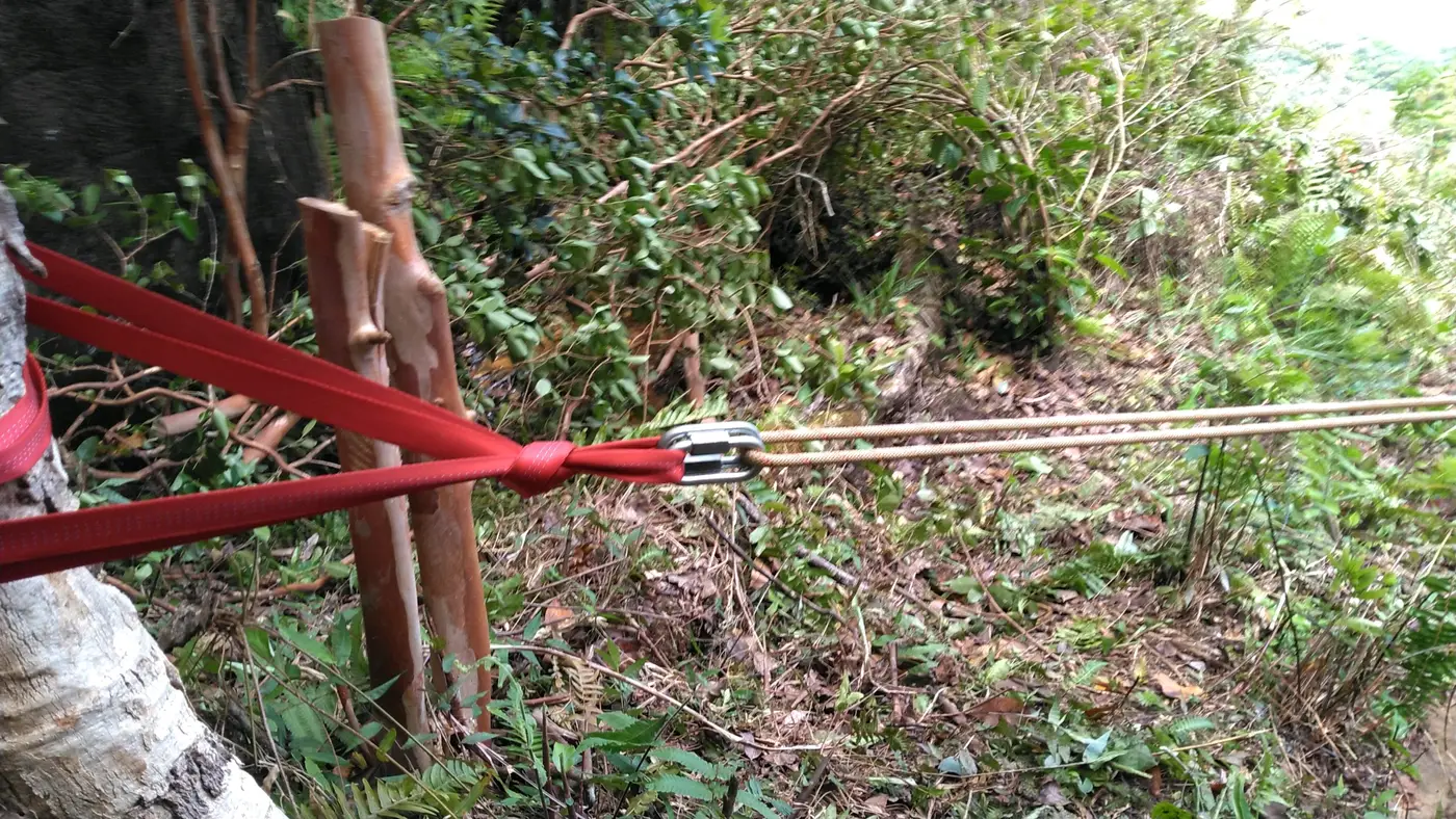 Tree anchor with a red sling and rigging plate at the top of a drop