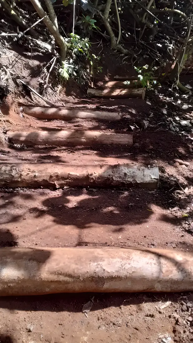 A long run of log crib steps on a jungle trail