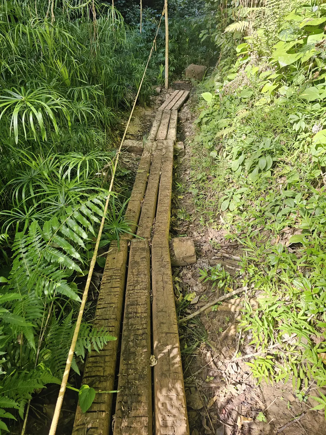 Plank boardwalk on a wet trail section