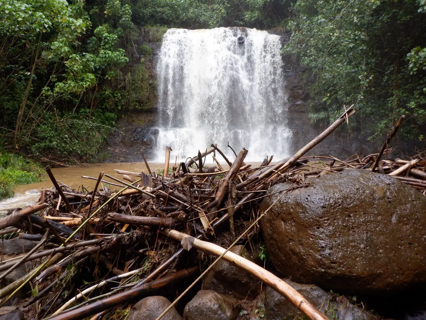 A jungle waterfall pouring into a pool after a storm